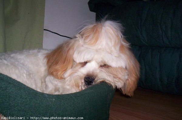 Photo de Lhassa apso