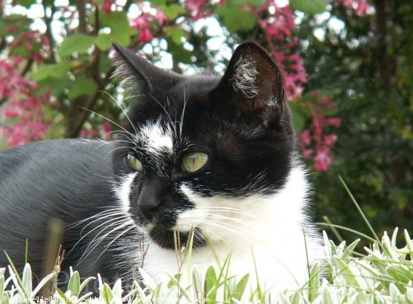 Photo de Chat domestique