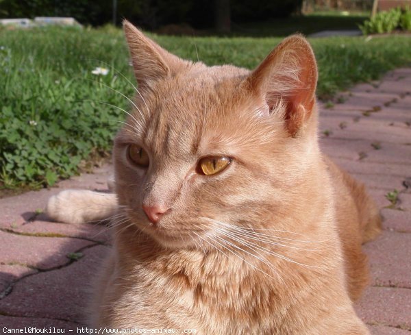 Photo de Chat domestique