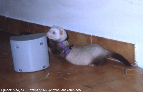 Photo de Furet