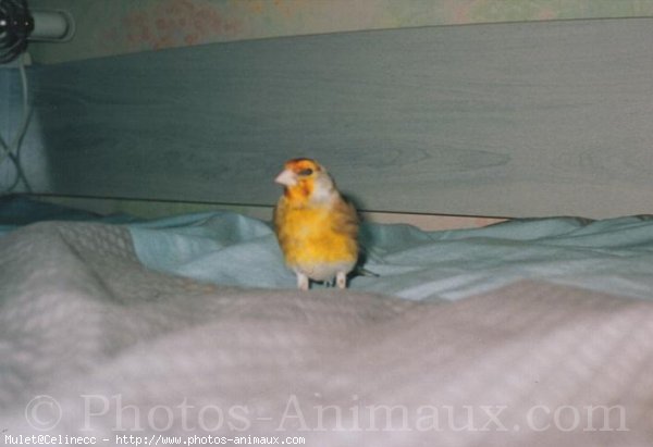 Photo de Canari