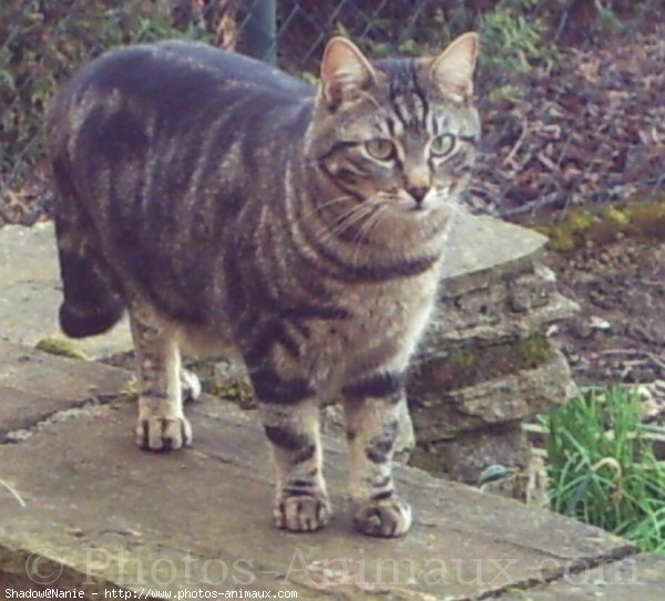 Photo de Chat domestique