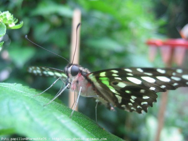 Photo de Papillon