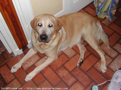 Photo de Labrador retriever