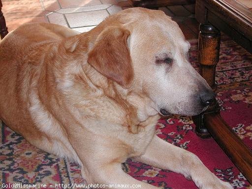 Photo de Labrador retriever