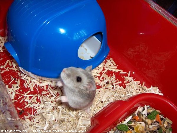 Photo de Hamster