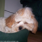 Photo de Lhassa apso