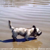 Photo de Skye terrier