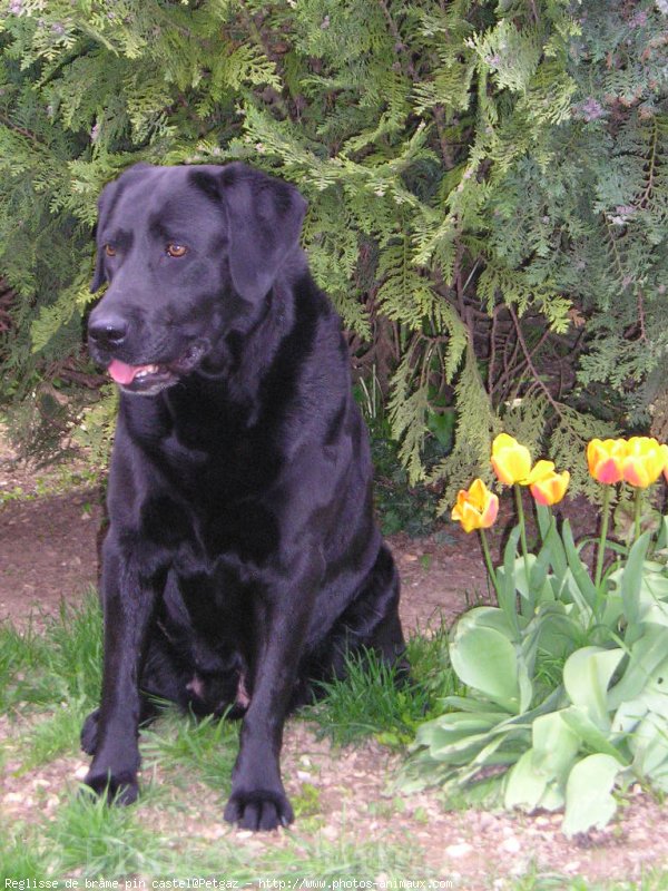 Photo de Labrador retriever