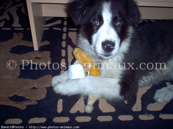 Photo de Border collie