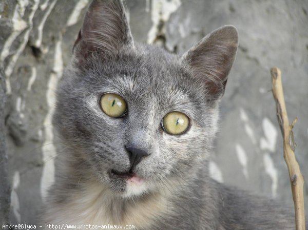 Photo de Chat domestique