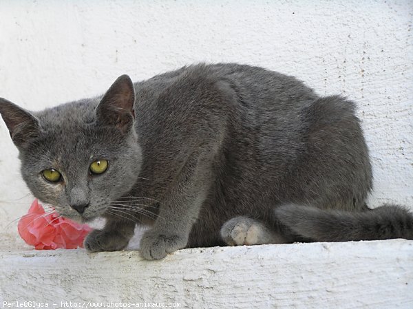 Photo de Chat domestique