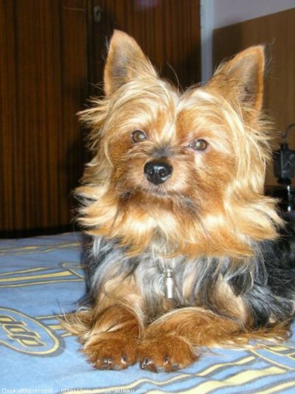 Photo de Yorkshire terrier