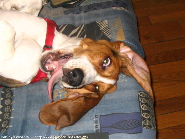 Photo de Basset hound