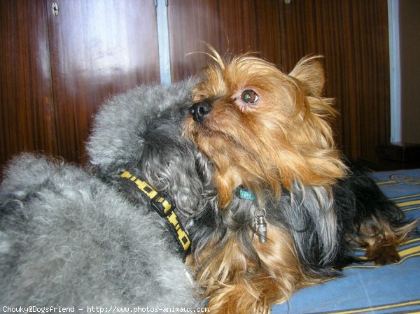 Photo de Yorkshire terrier