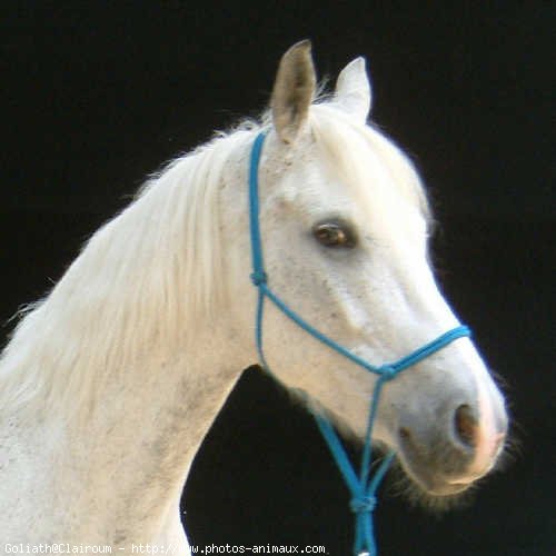 Photo de Poney franais de selle