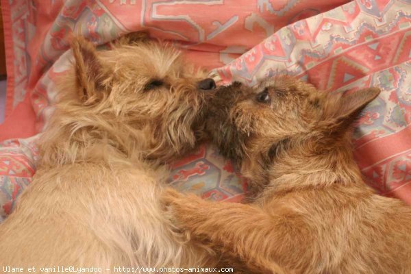 Photo de Cairn terrier