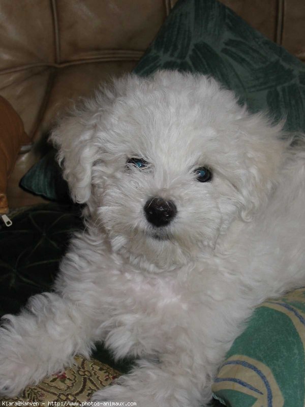 Photo de Bichon  poil fris