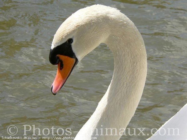 Photo de Cygne