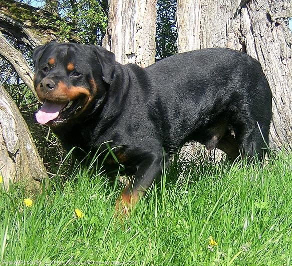 Photo de Rottweiler