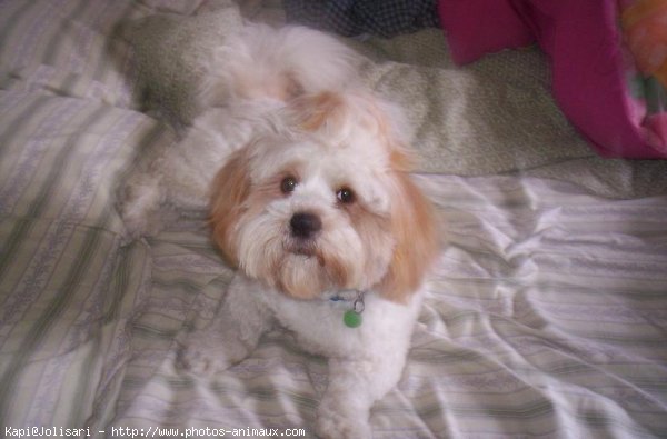 Photo de Lhassa apso