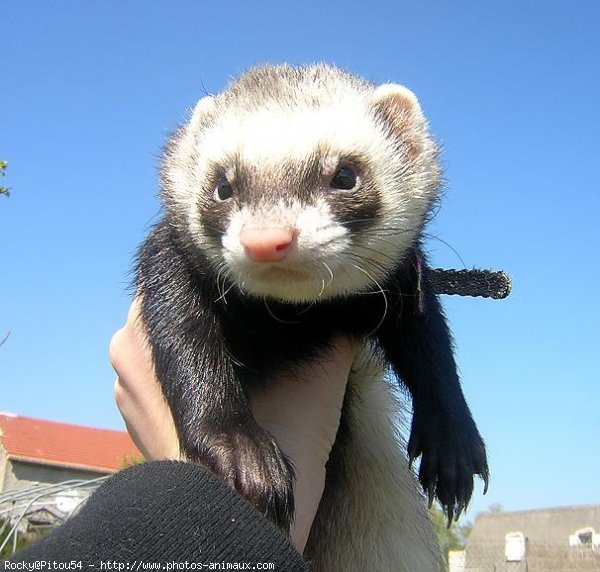 Photo de Furet