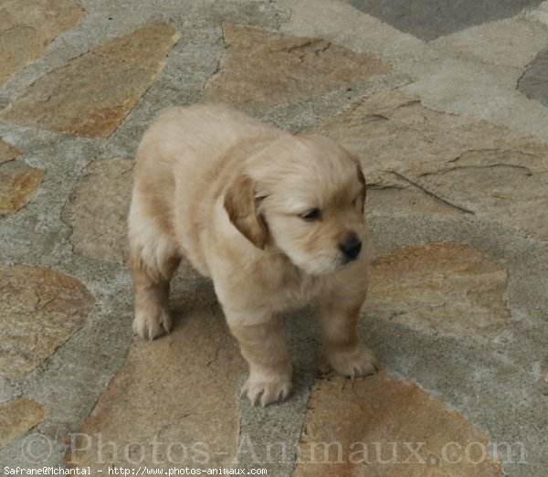 Photo de Golden retriever