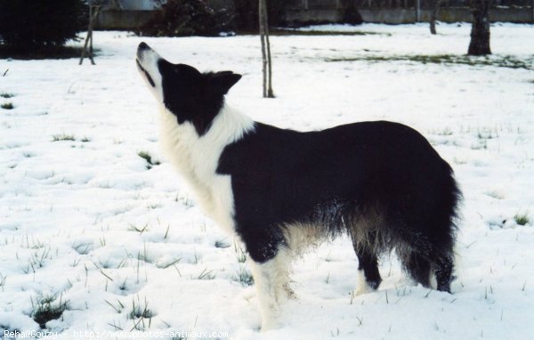 Photo de Border collie