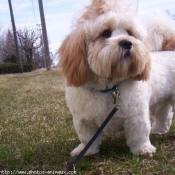 Photo de Lhassa apso