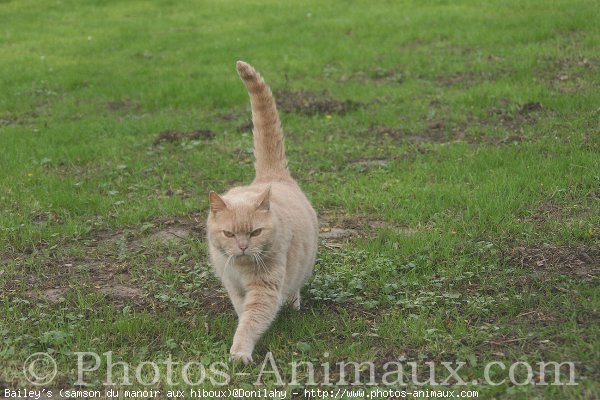 Photo de British shorthair