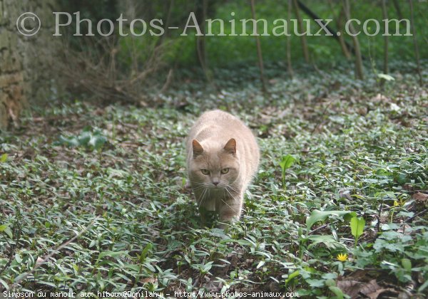 Photo de British shorthair