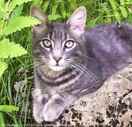 Photo de Chat domestique