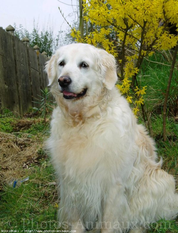 Photo de Golden retriever