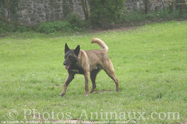 Photo de Berger belge malinois