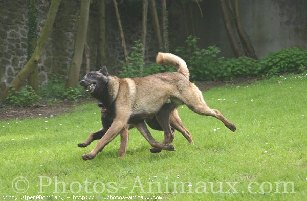 Photo de Berger belge malinois