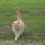 Photo de British shorthair