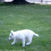 Photo de Berger blanc suisse