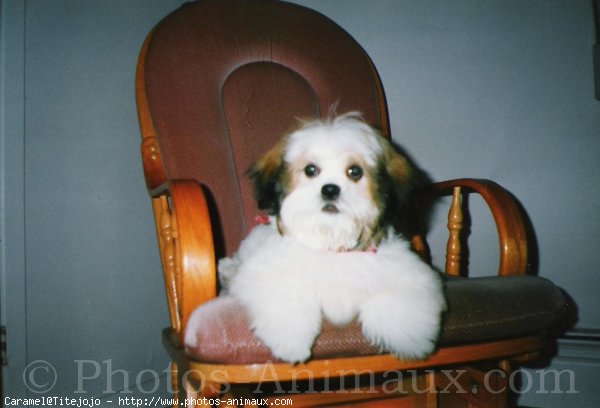 Photo de Lhassa apso