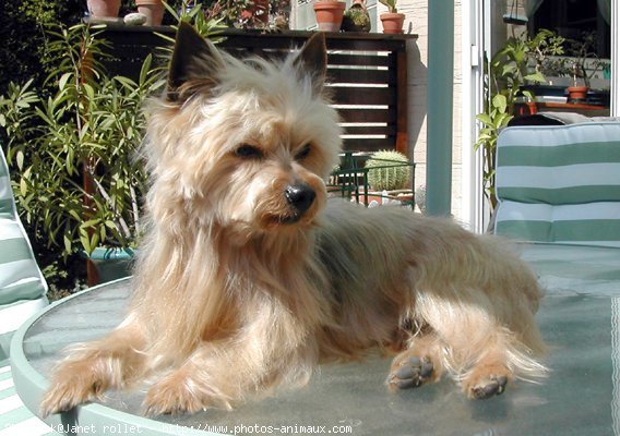 Photo de Yorkshire terrier