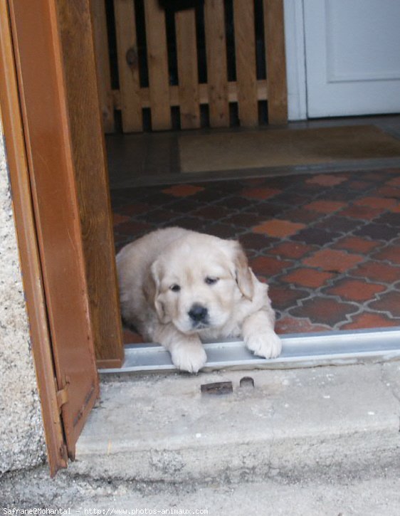 Photo de Golden retriever