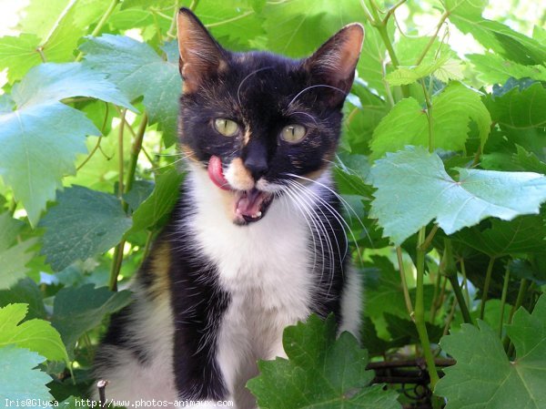 Photo de Chat domestique