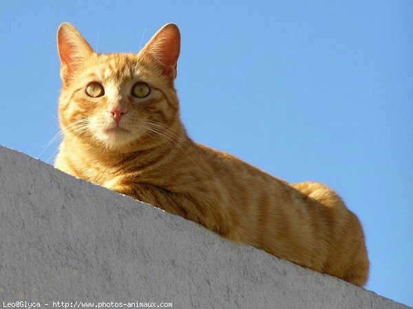 Photo de Chat domestique