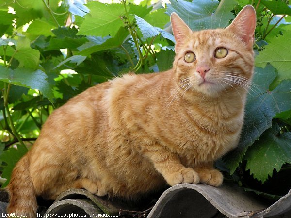 Photo de Chat domestique