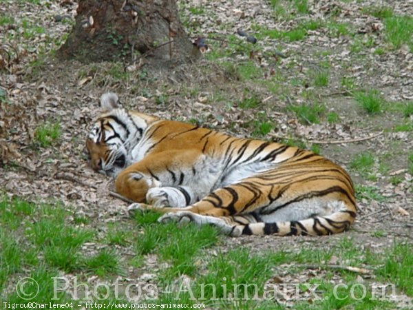 Photo de Tigre