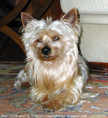 Photo de Yorkshire terrier