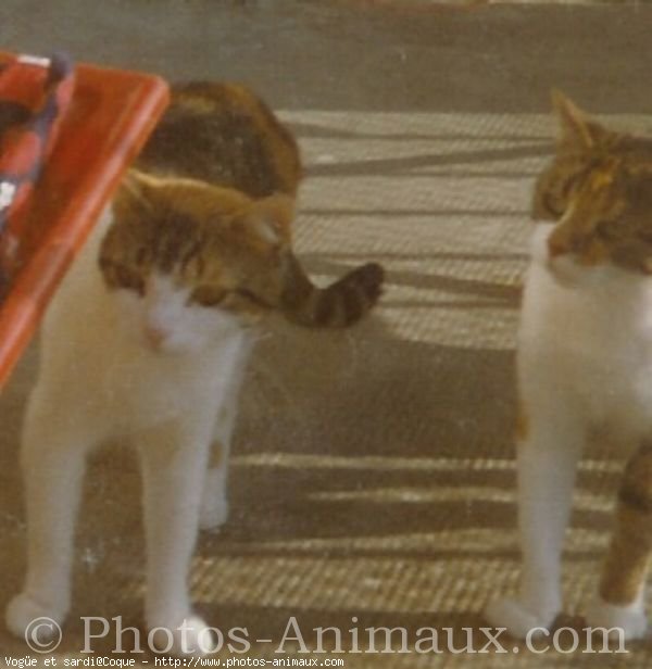 Photo de Chat domestique