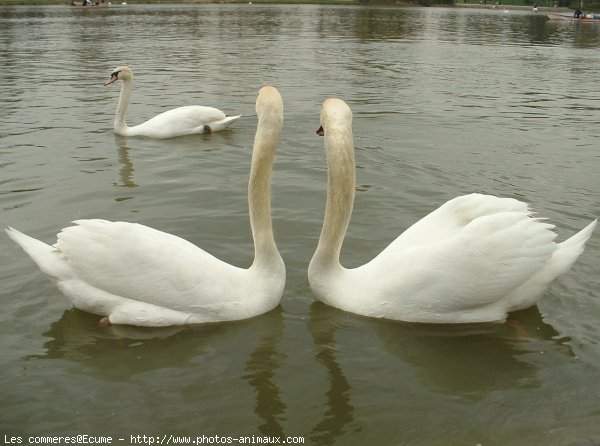 Photo de Cygne