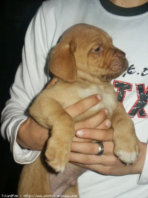 Photo de Dogue de bordeaux