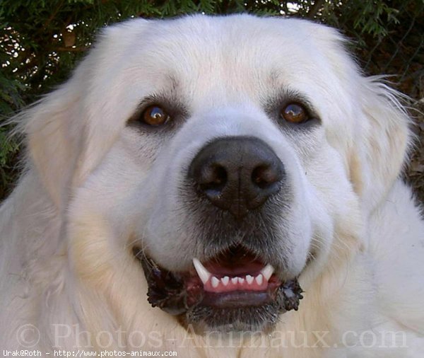 Photo de Chien de berger des tatras