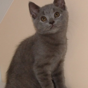 Photo de Chartreux